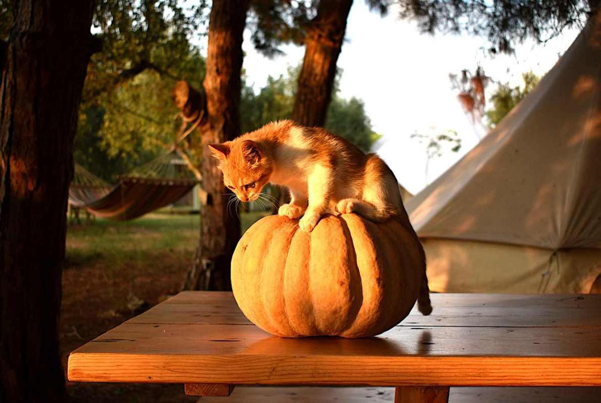 Willa Glamping At A Lovely Tent In Skiaxtro- Marathópolis Zewnętrze zdjęcie